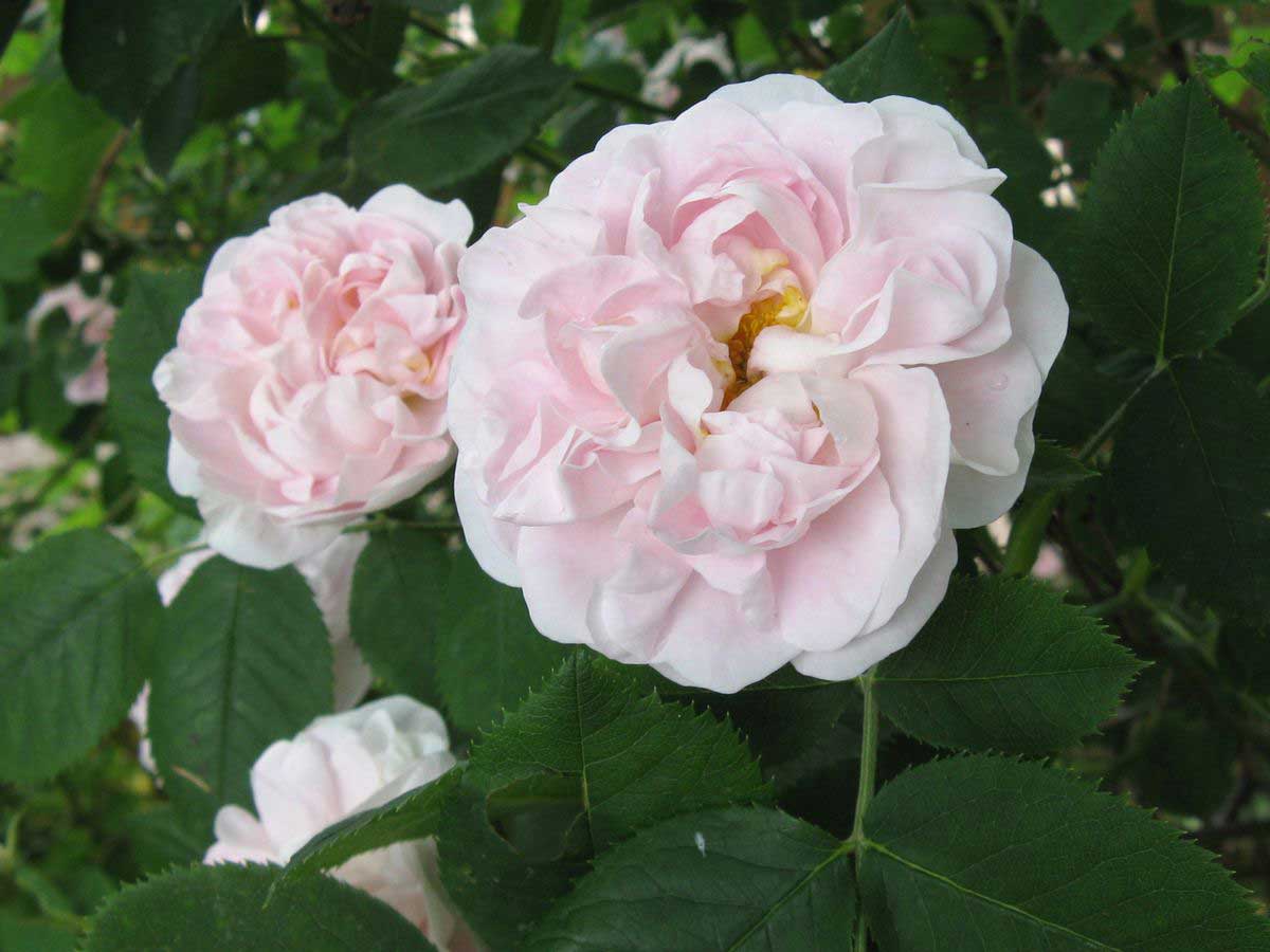 'Maiden's Blush'